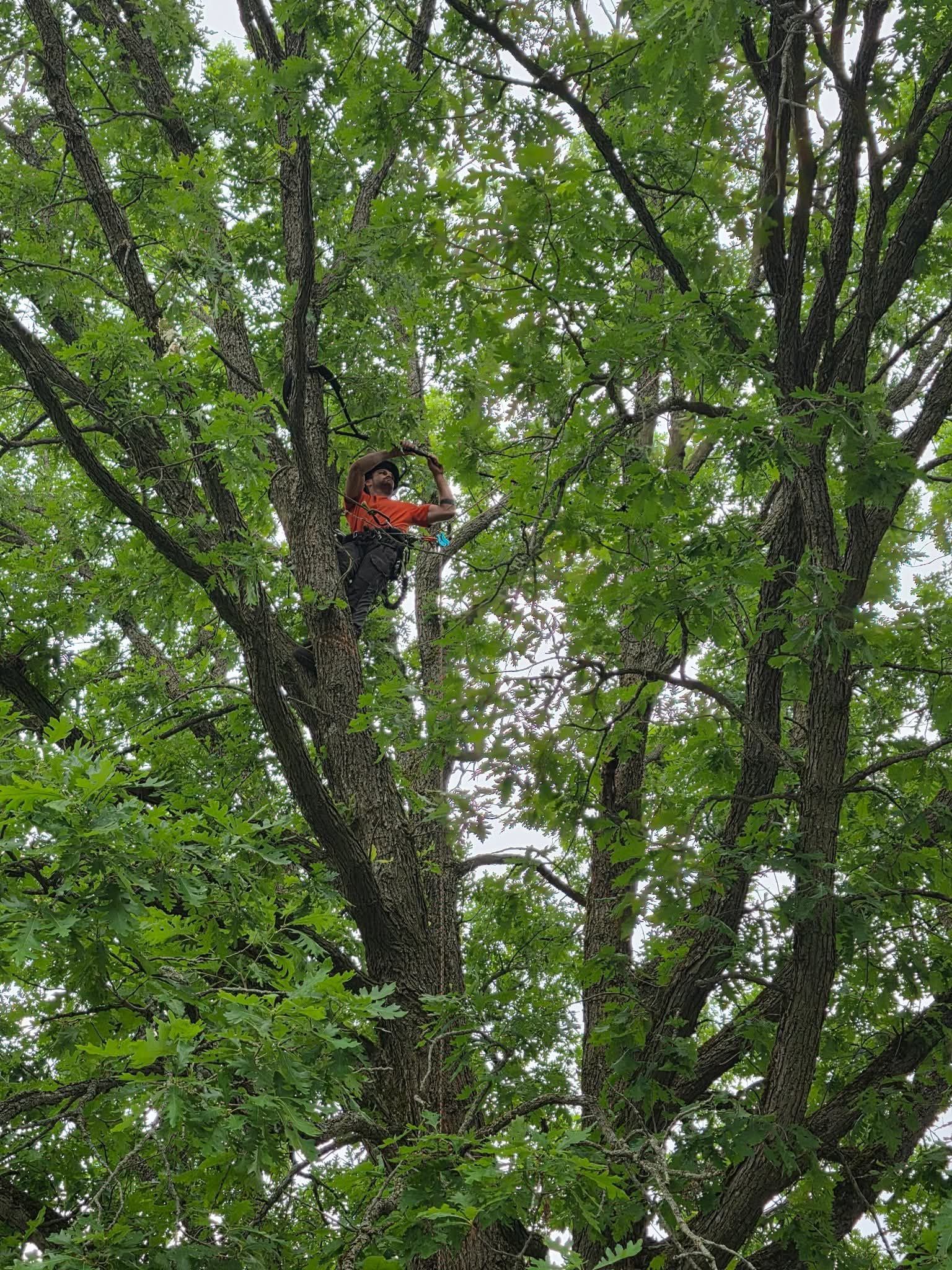 A man is climbing up a tree with a chainsaw.