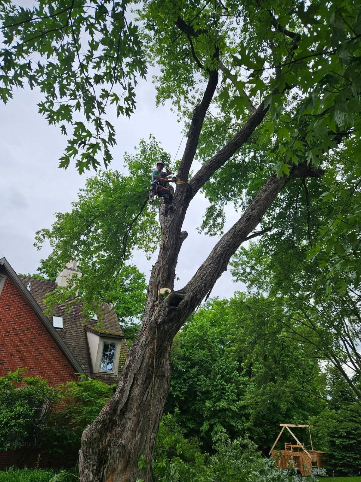 A man is climbing a tree in front of a house.