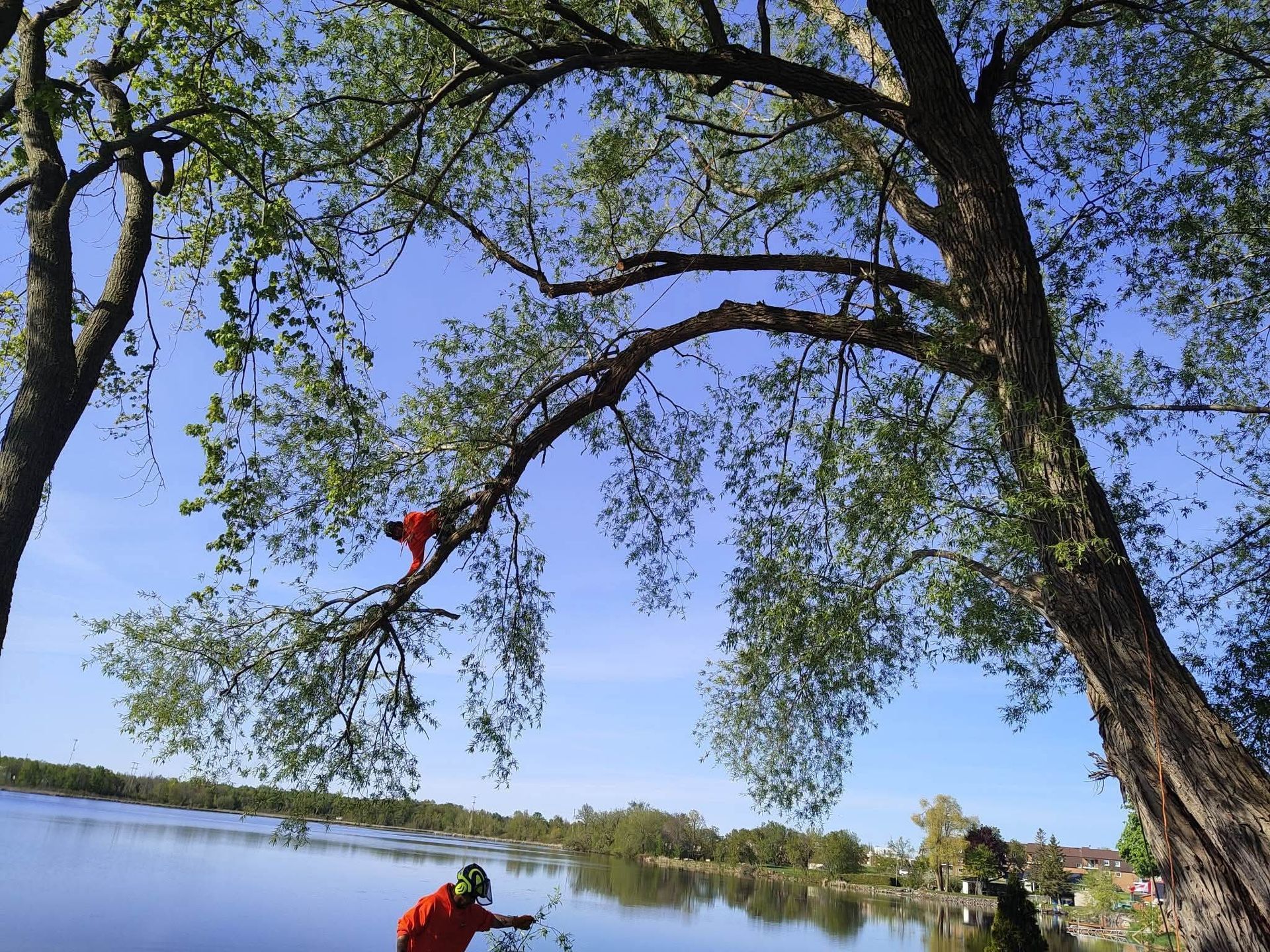 A man is standing on a tree branch overlooking a lake.