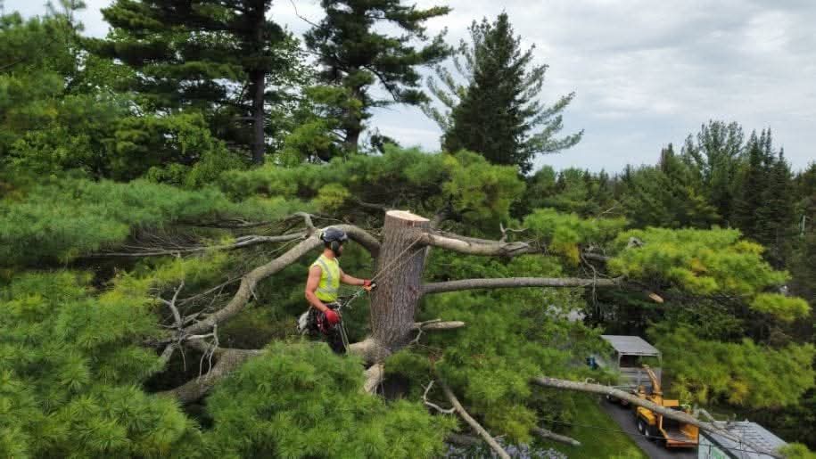 A man is standing on top of a tree with a chainsaw.