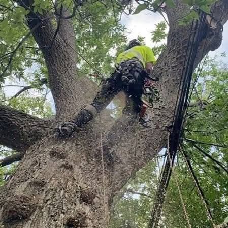 A man is cutting a tree with a chainsaw.