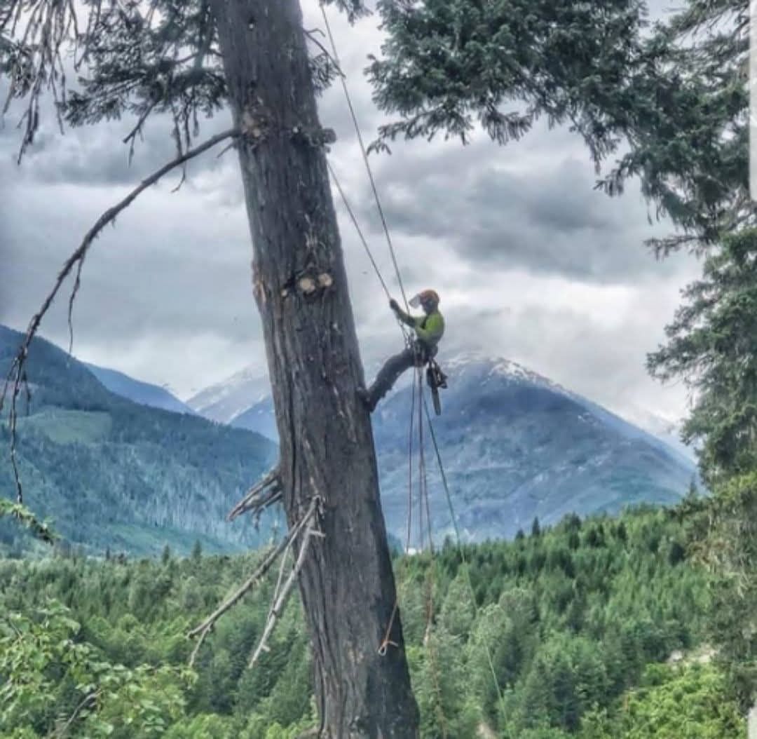 A man is climbing a tree in the mountains.