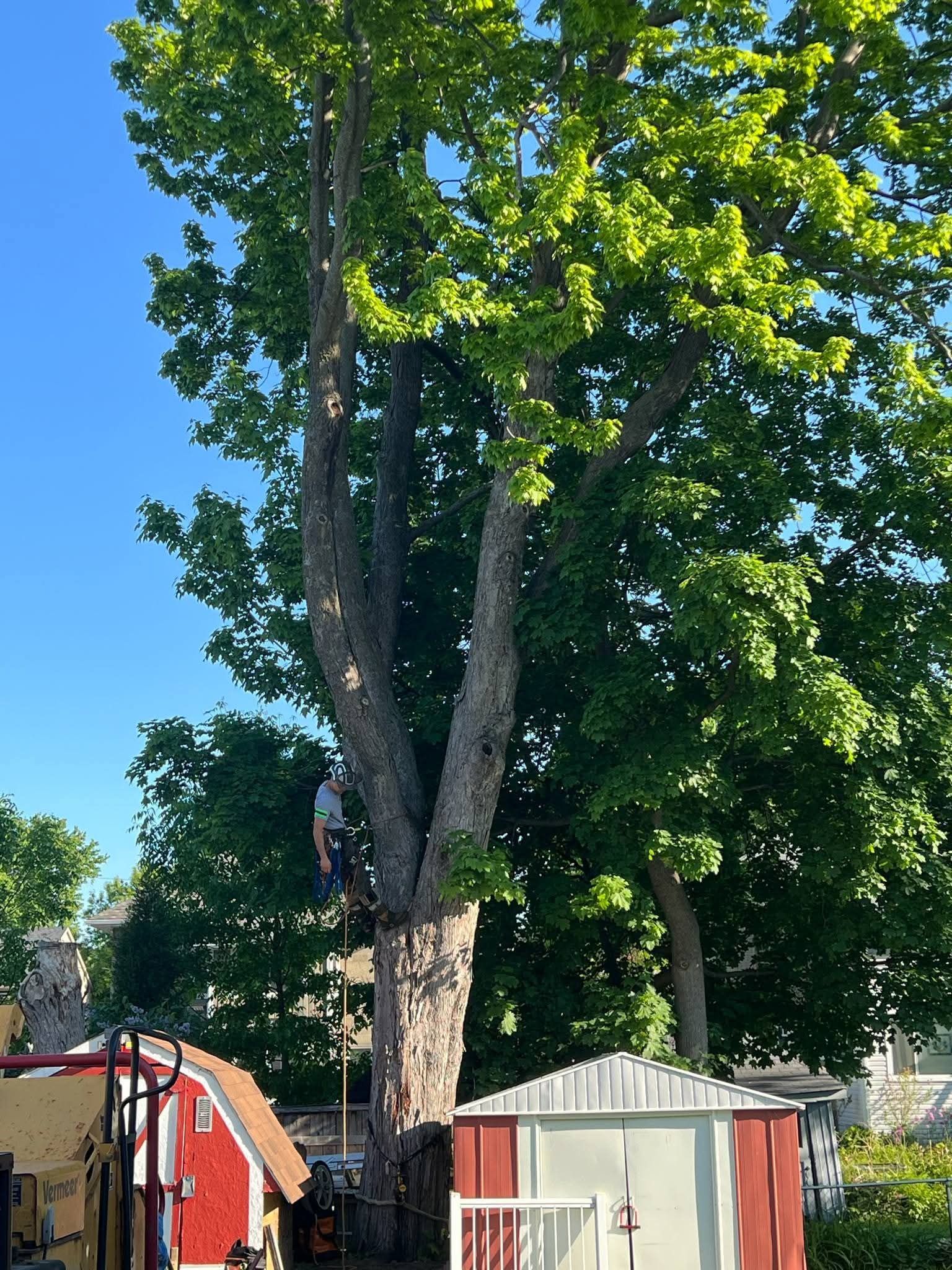 A man is climbing a tree in front of a red shed.