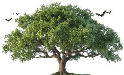 A large tree with lots of green leaves on a white background.