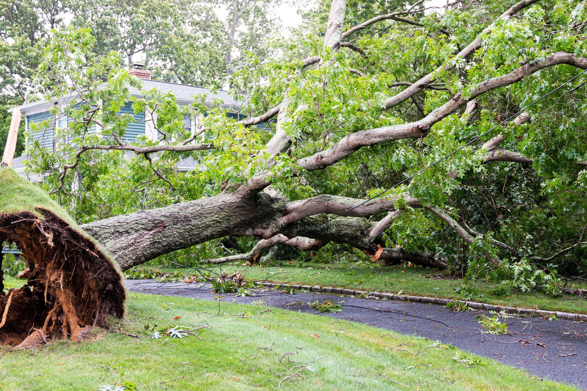 A large tree has fallen on the side of a road.