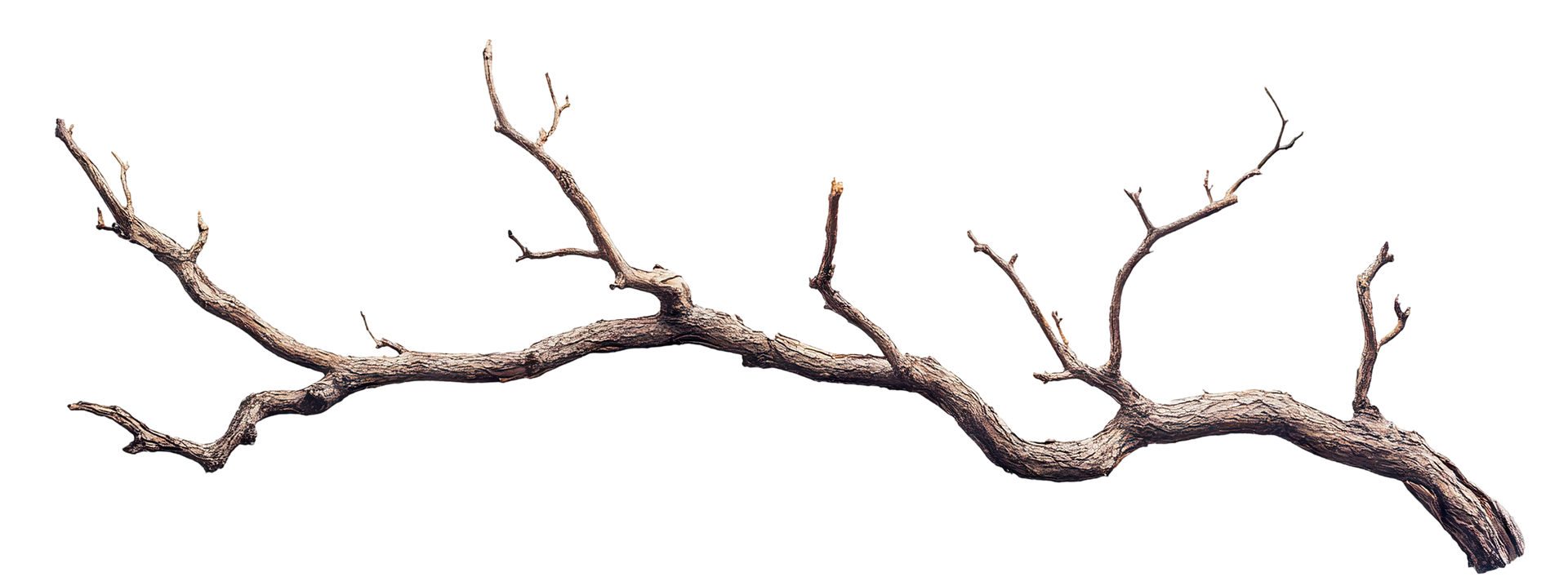 A tree branch without leaves on a white background.