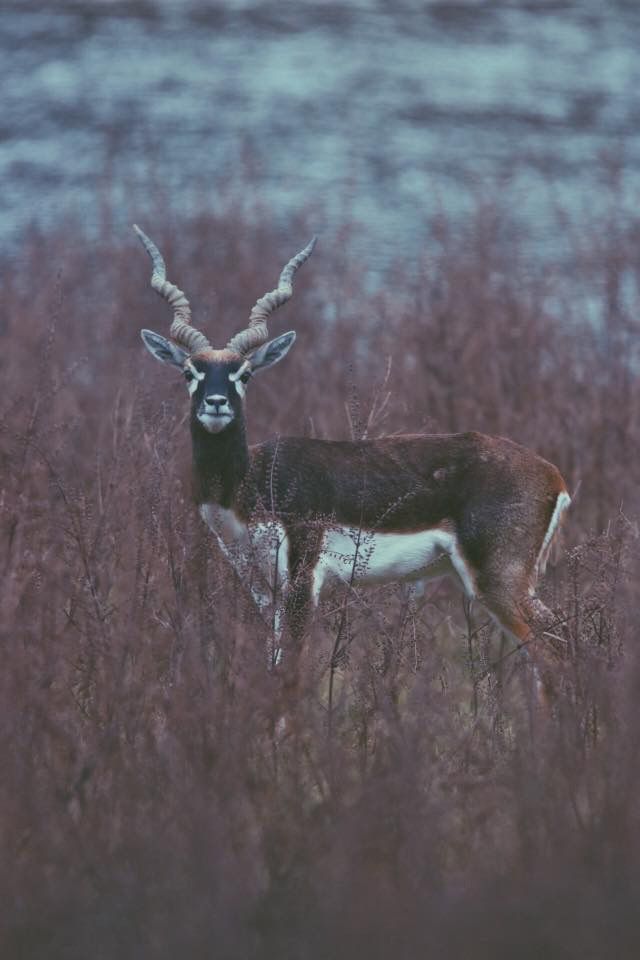 All Species