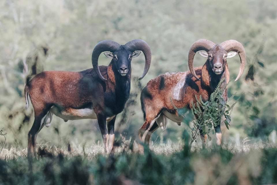 Mouflon Ram