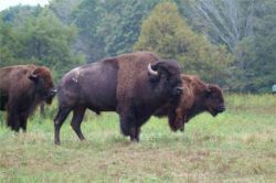 Buffalo