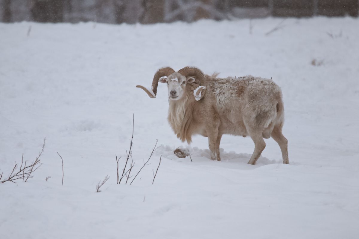 Texas Dall Ram