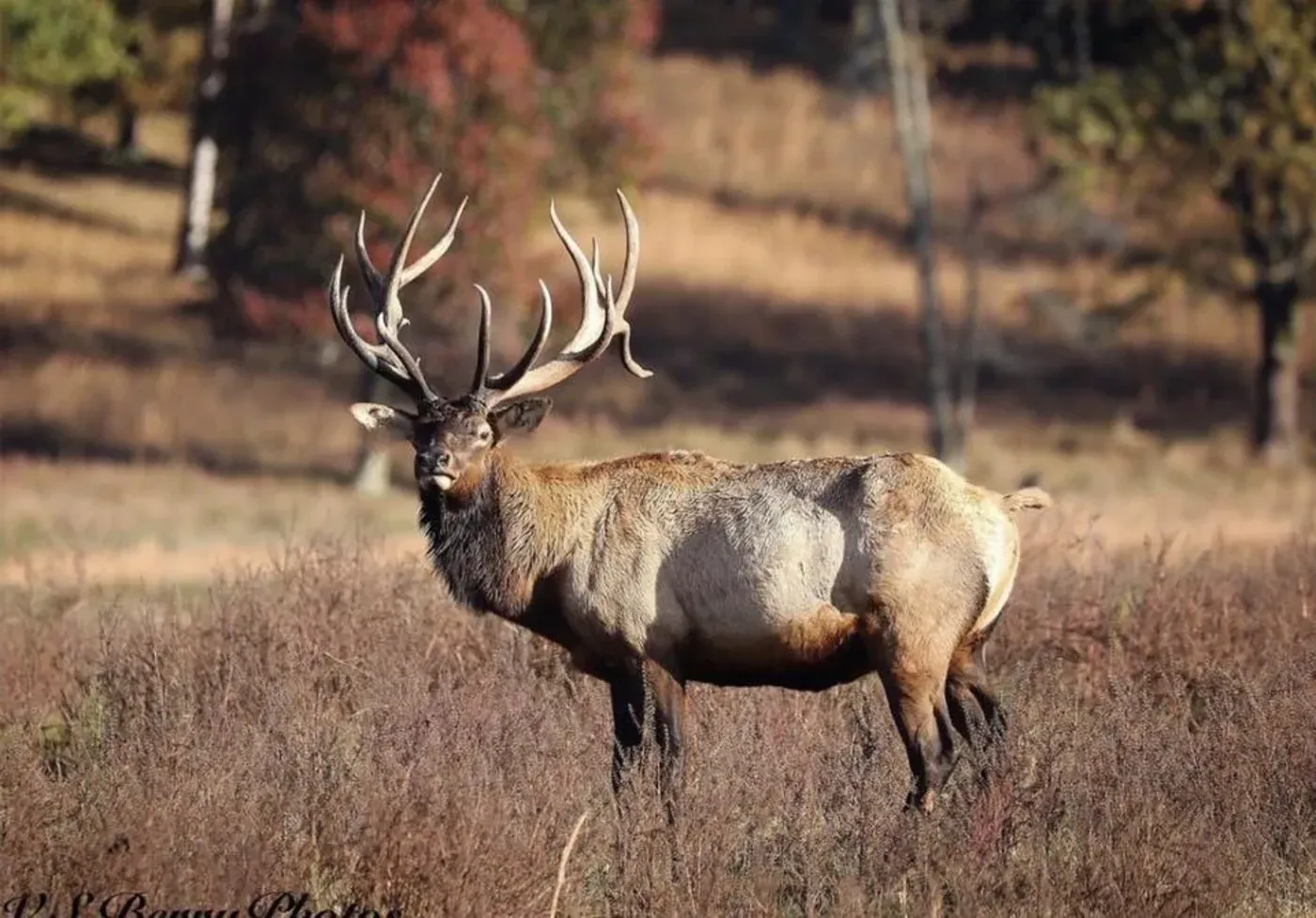 Bull Elk