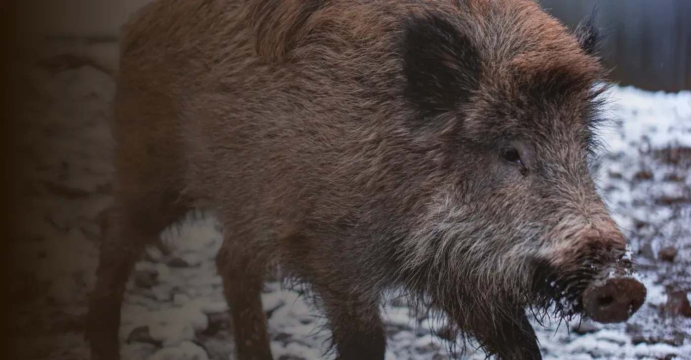Razorback Boar Hunt