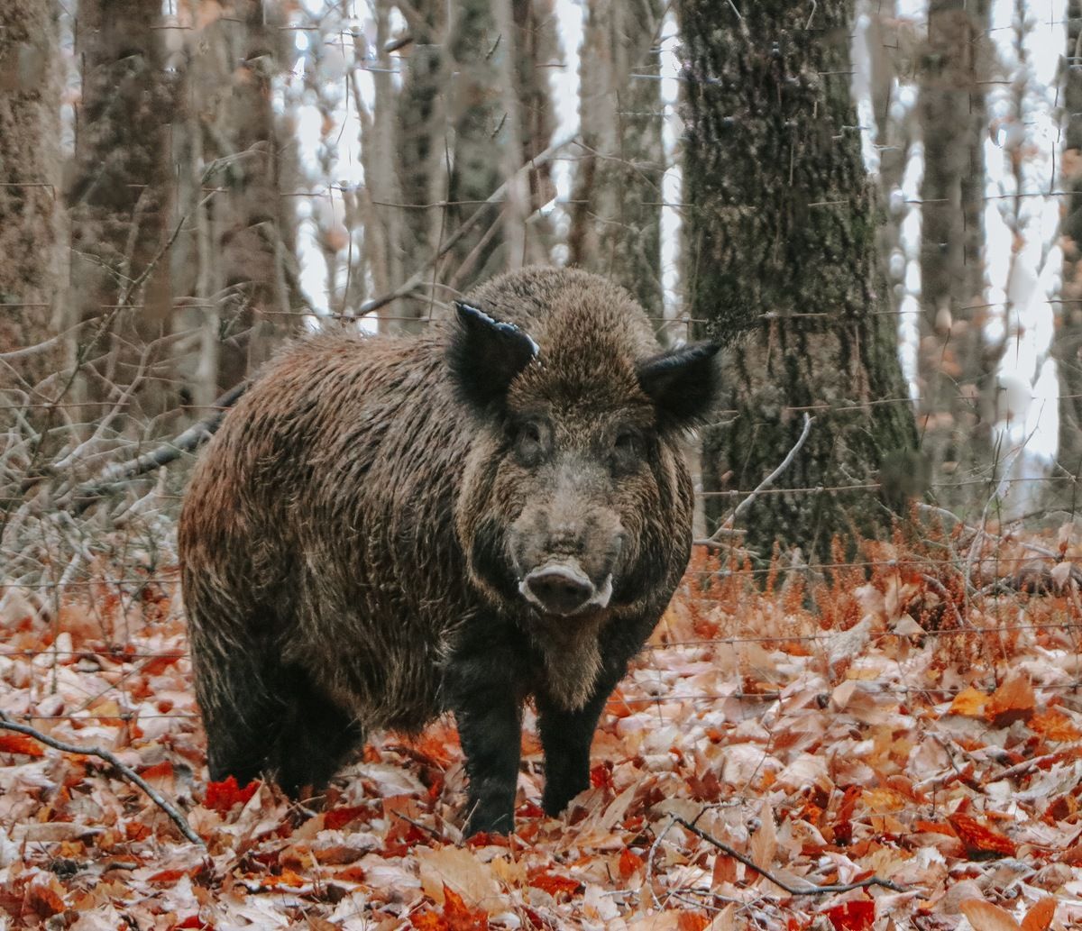 Wild Russian Boar