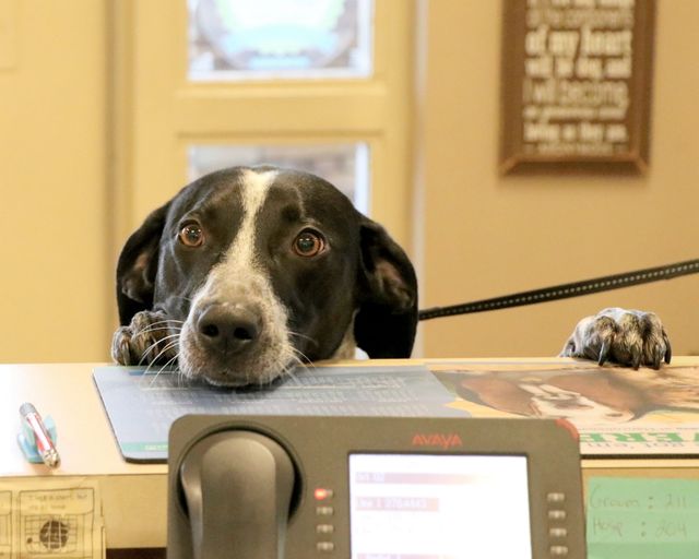 Black-and-white dog peeking over a counter at a front desk, paws resting on top, with a leash attached.