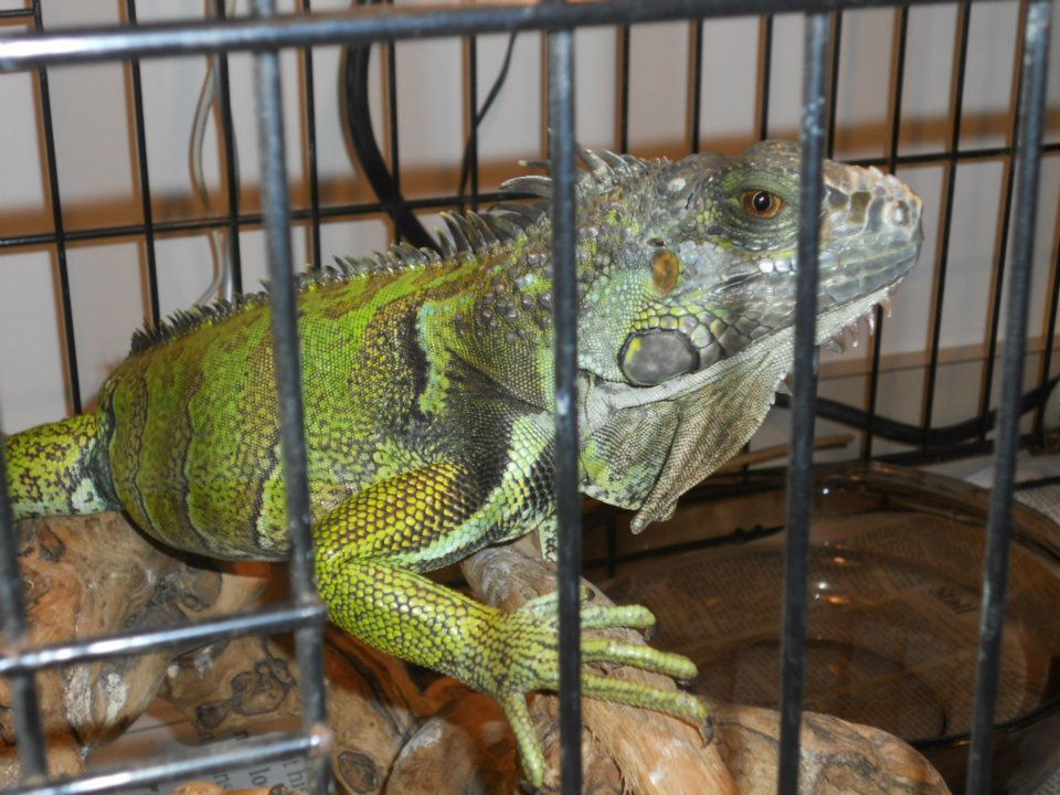 Green iguana inside a metal cage, resting on a wooden platform.