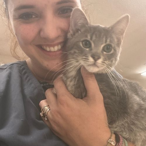 Smiling person holding a gray tabby kitten close to their face indoors