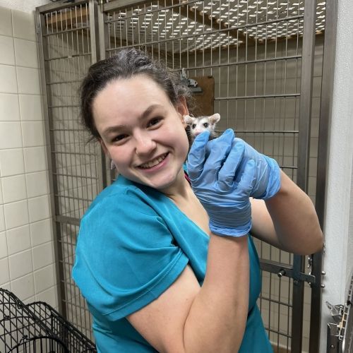 Woman in blue gloves holding a small orange-and-white kitten in a kennel area