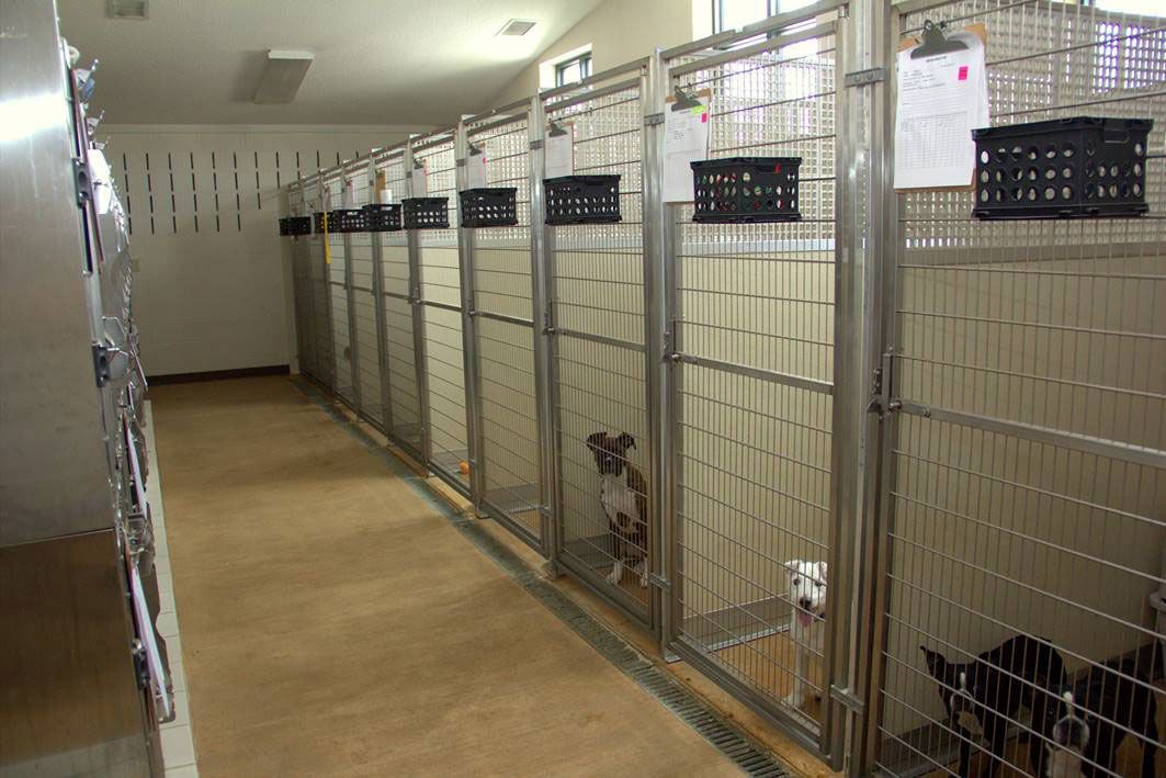 Indoor kennel corridor with metal cage runs along both sides