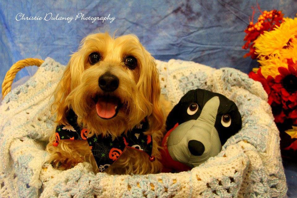 Small tan dog in a crocheted bed beside a black-and-white stuffed toy, with orange flowers nearby.