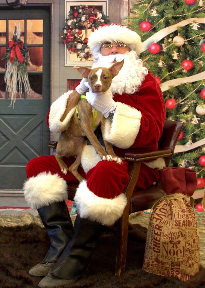 Santa holding a small dog in a festive room with Christmas decorations and a gift bag