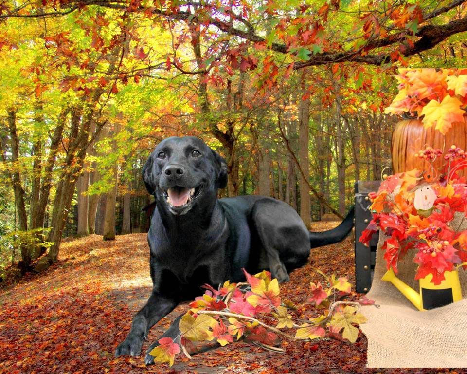 Black dog lying in autumn leaves beside a pumpkin display in a colorful forest