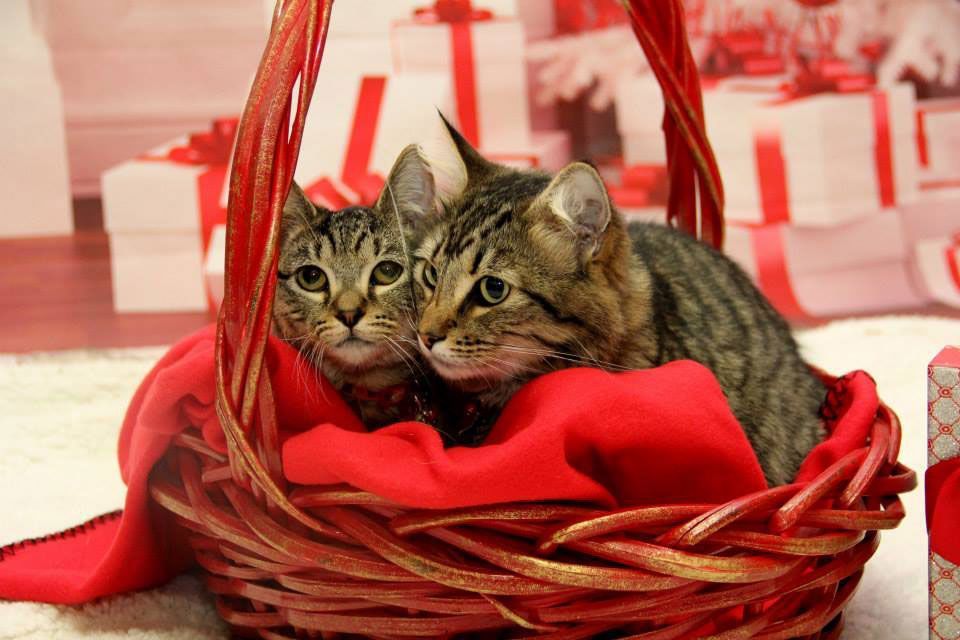 Two tabby kittens in a red basket with red ribbon on a festive background