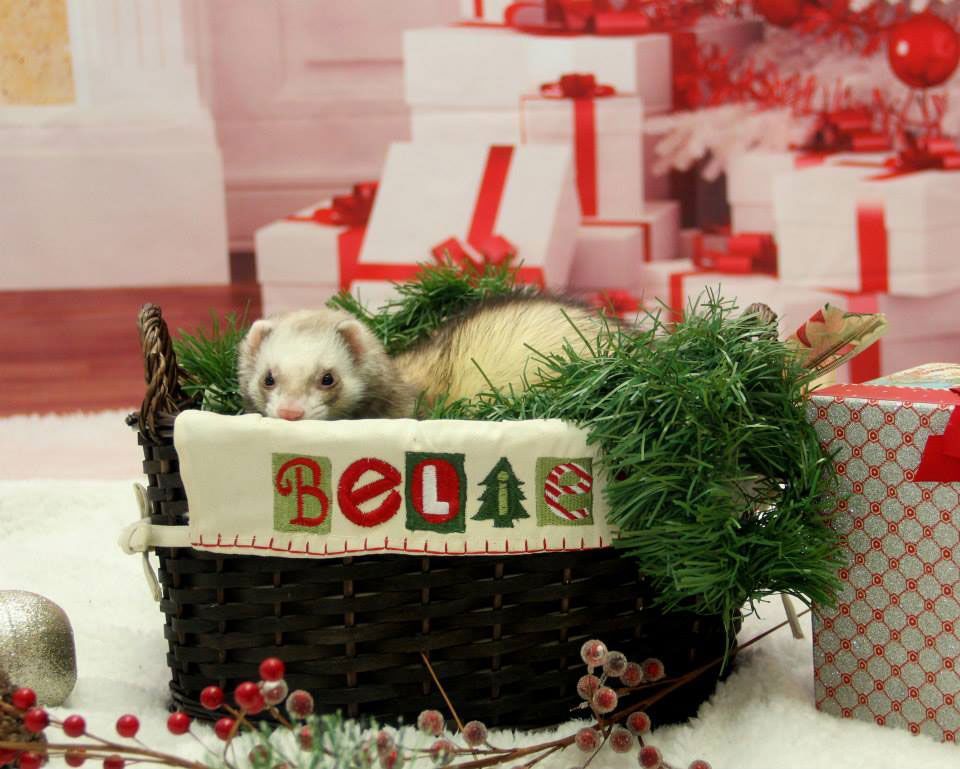 Tiny puppy in a decorated Christmas basket with red-and-green gifts and holiday greenery