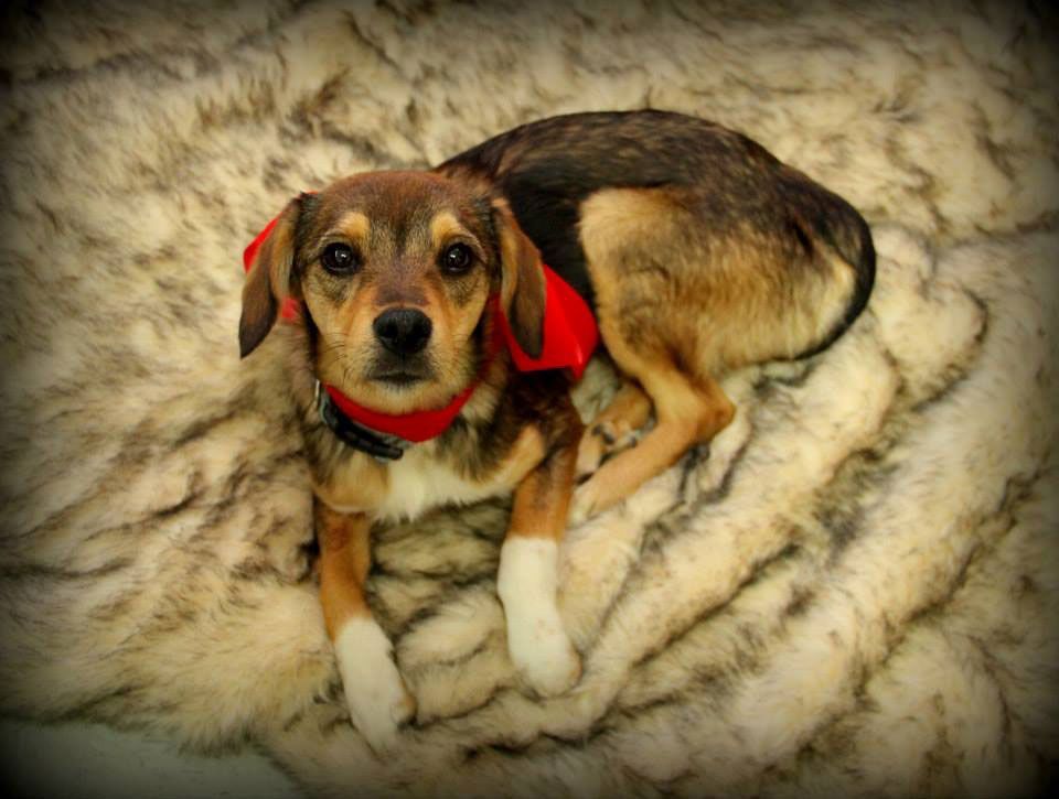 Small brown-and-black dog with red ears and collar lying on a fluffy beige blanket