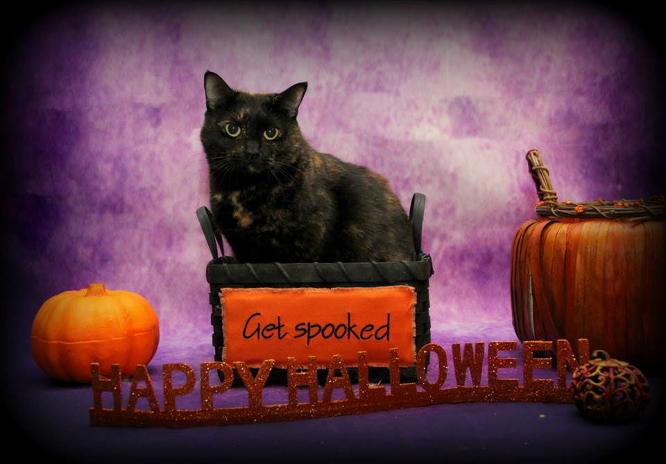 Black cat in an orange “Get spooked” sign with pumpkins and “Happy Halloween” text on a purple background