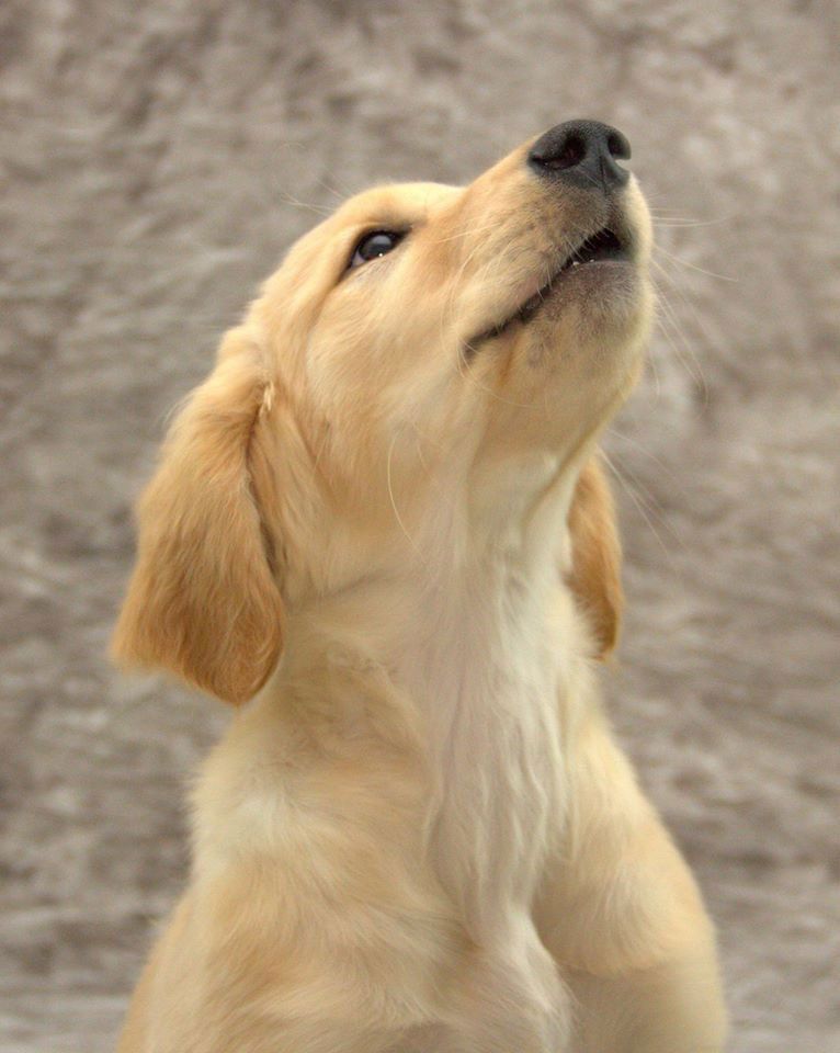 Golden retriever looking upward with its nose raised against a blurred background