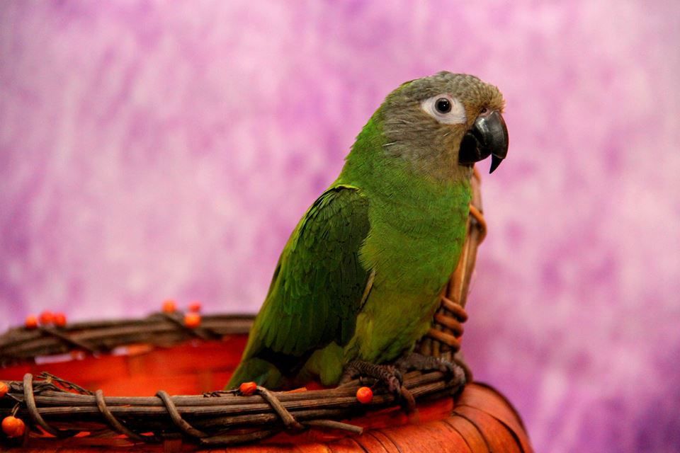 Green parrot perched on a woven basket against a pink blurred background
