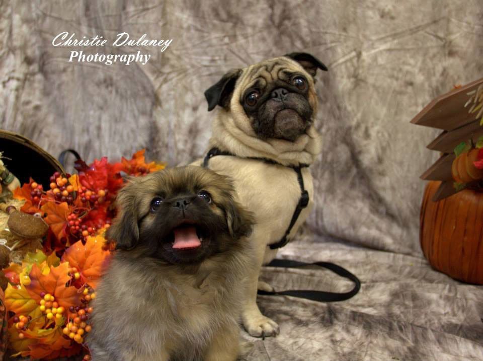 Two dogs posing in a Halloween-themed studio setup with pumpkins and autumn leaves