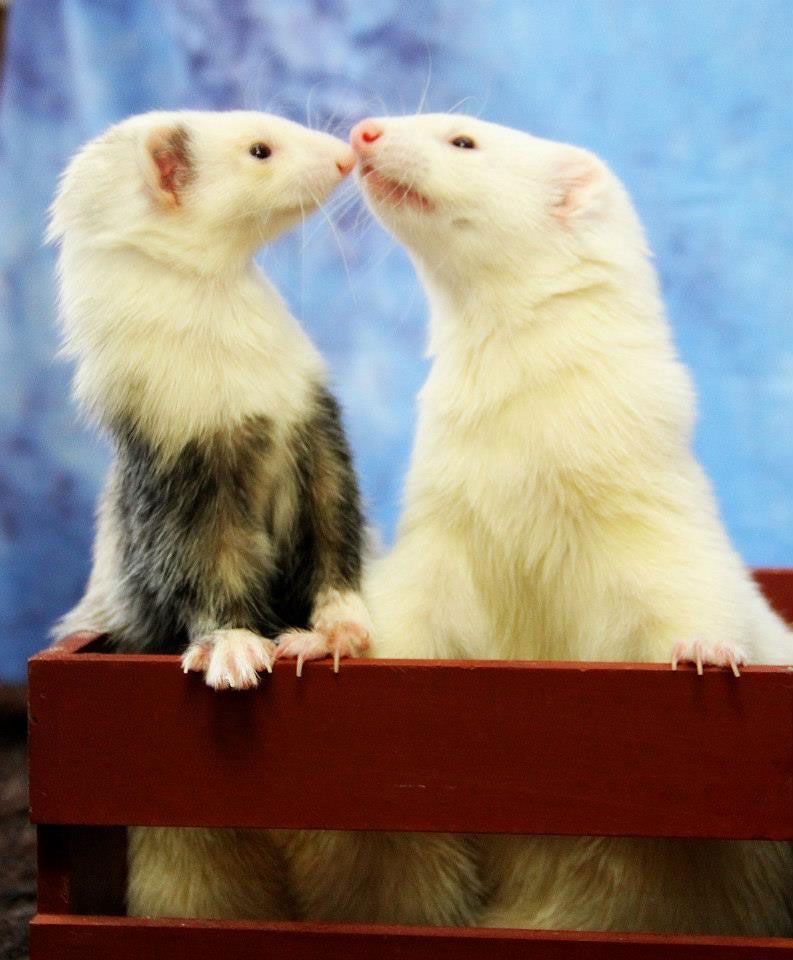 Two ferrets nose-to-nose on a red ledge against a blue background.