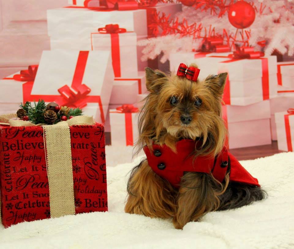 Small Yorkshire terrier in a red holiday outfit sitting among wrapped Christmas gifts.