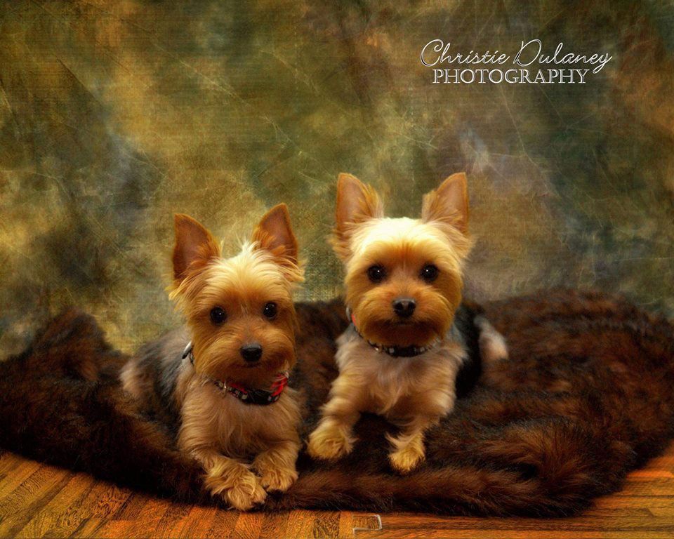 Two small tan dogs sitting on a brown fur blanket against a textured backdrop