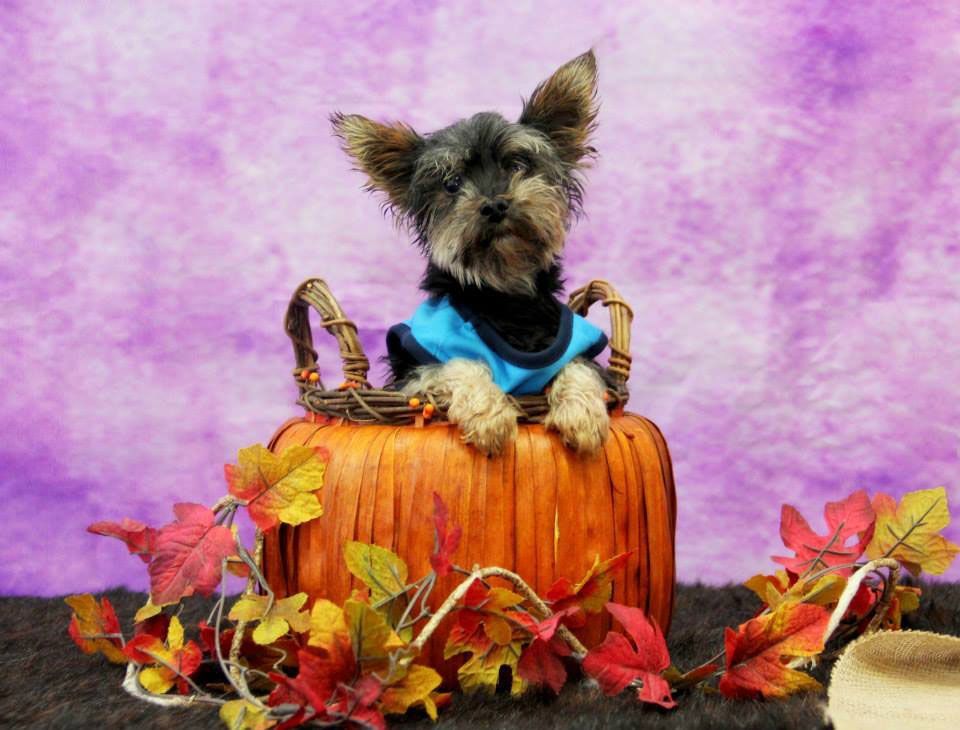 Small dog in a blue bandana sitting in a pumpkin with autumn leaves on a purple backdrop