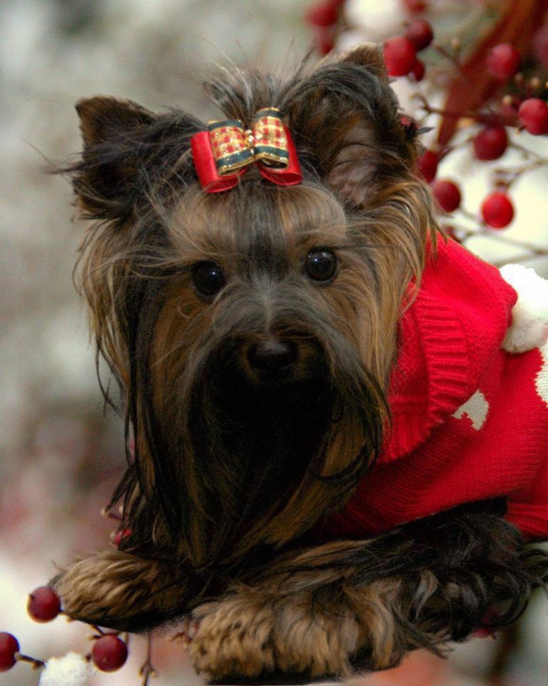 Small dog in a red sweater with a plaid bow, lying on a snowy branch with red berries.