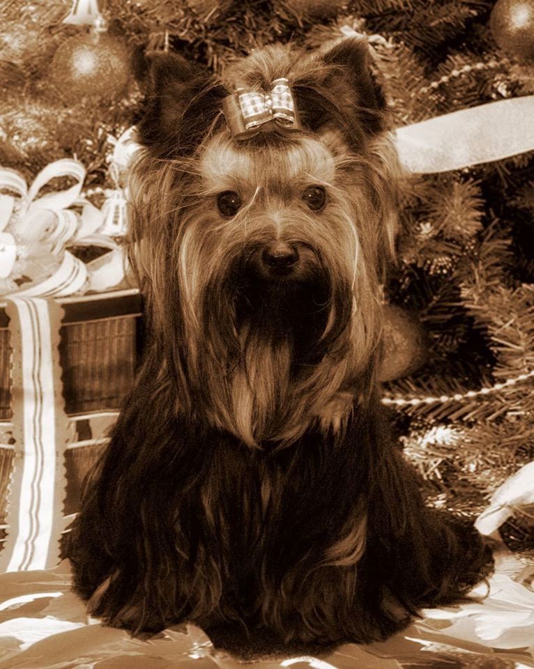Small Yorkshire terrier sitting in front of a decorated Christmas tree with a gift nearby.