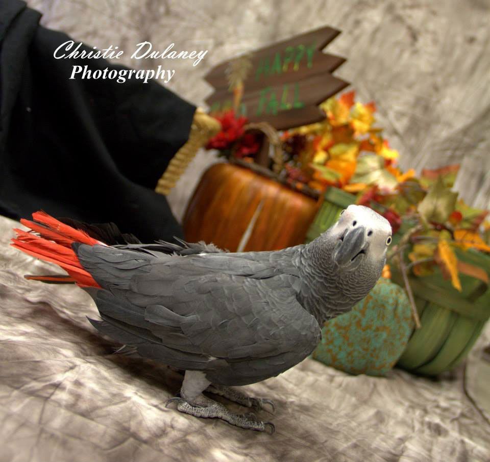 Gray parrot with red tail feathers standing on wood, with pumpkins and autumn decor in the background