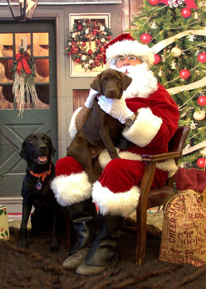 Santa in a red suit holding a brown dog beside a black dog, with a Christmas tree and wreaths behind them