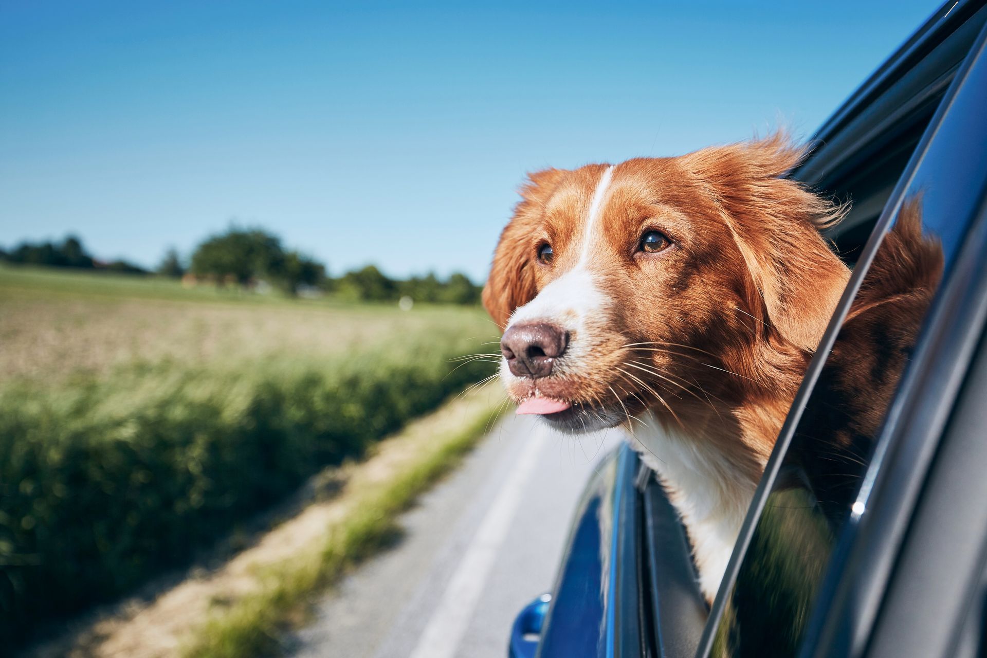 Golden-brown dog leaning out of a car window on a sunny rural road, ears blowing in the wind.