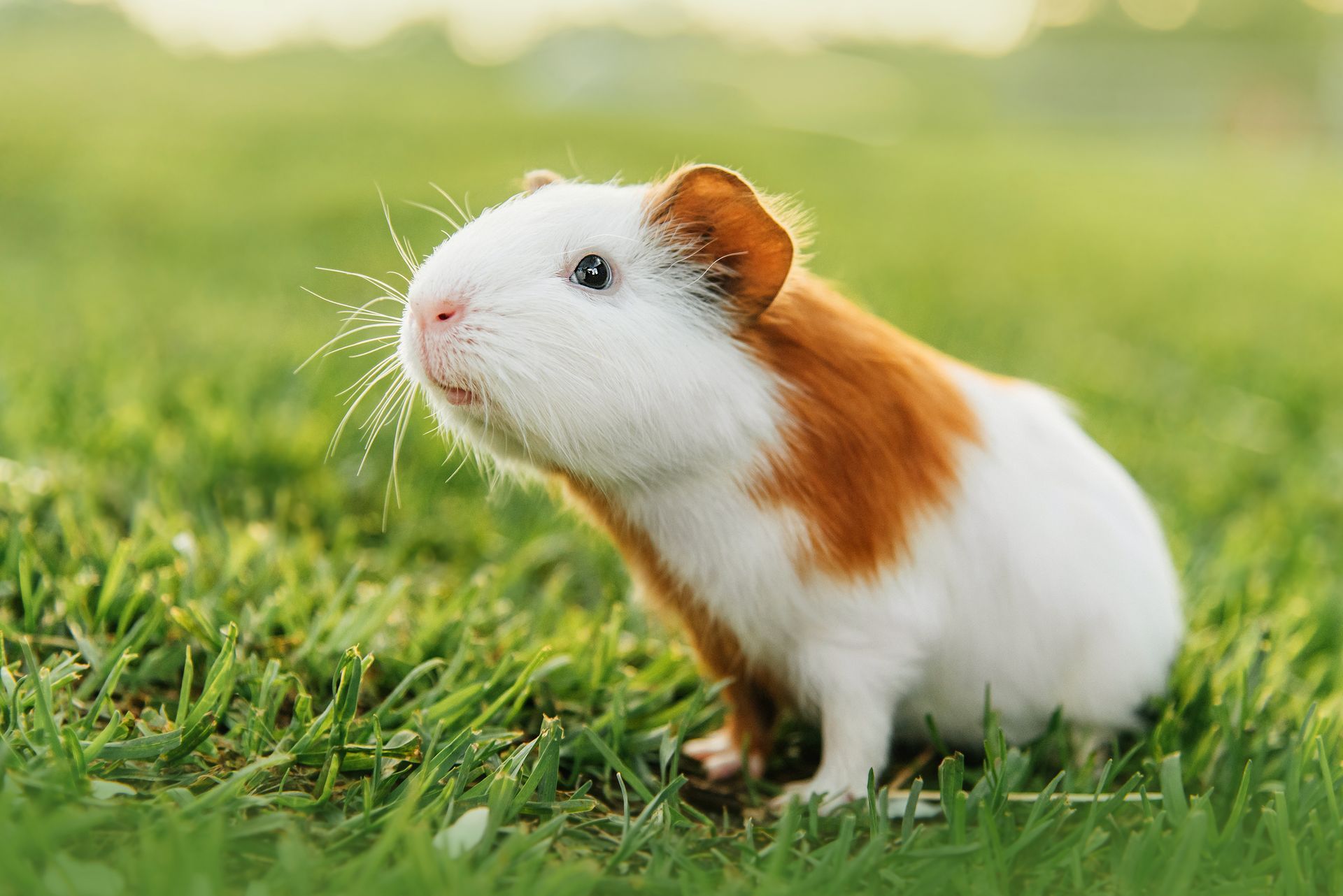 White and brown guinea pig sitting in green grass outdoors