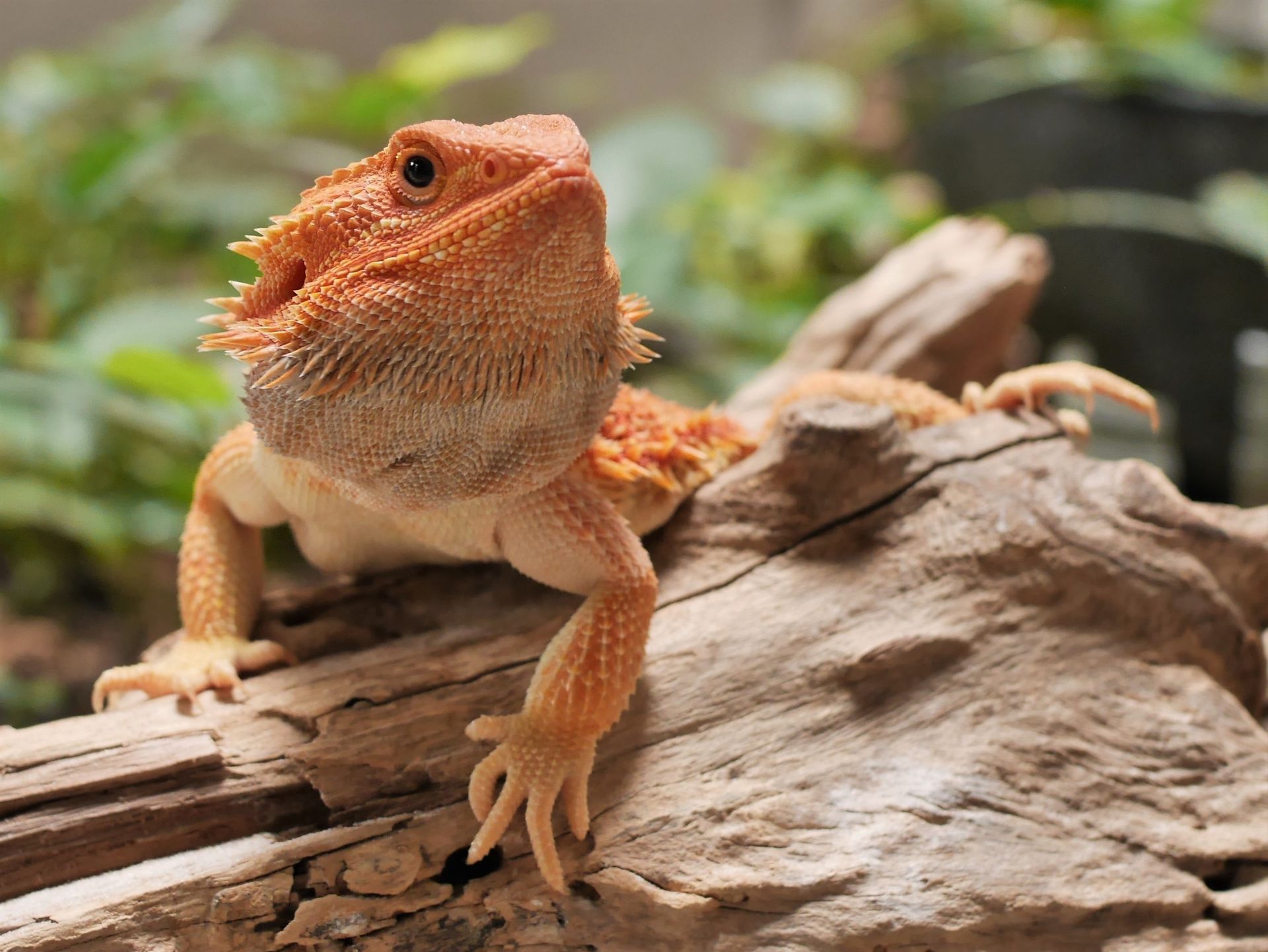 Orange bearded dragon perched on a log, facing forward in a natural setting.