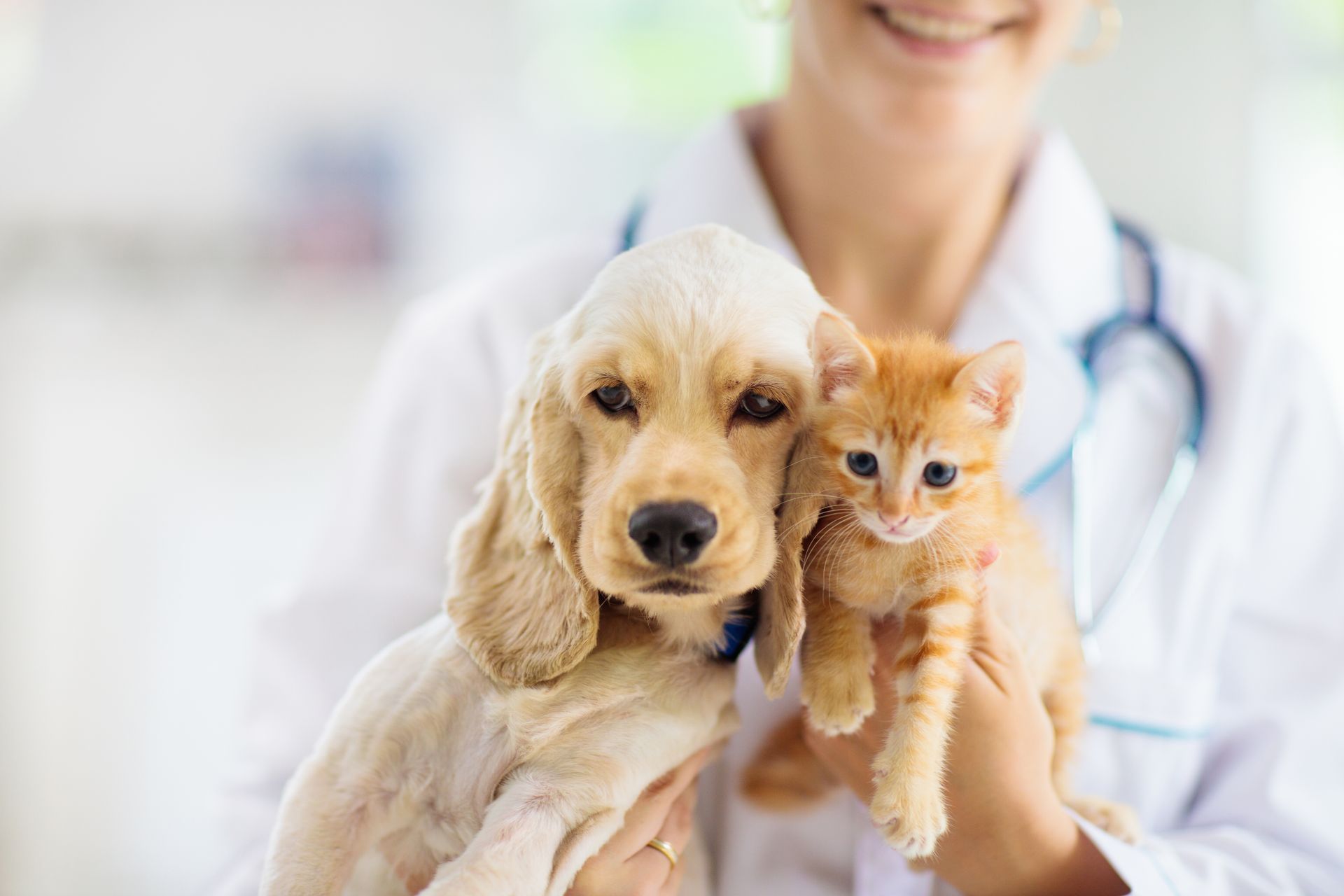 Veterinarian holding a puppy and kitten in a bright clinic