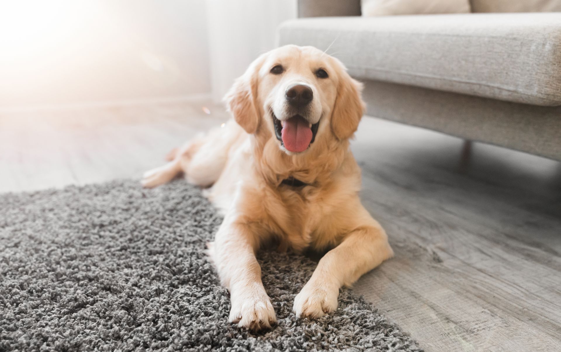 Golden retriever lying on a gray rug beside a sofa, panting with tongue out in a bright living room.