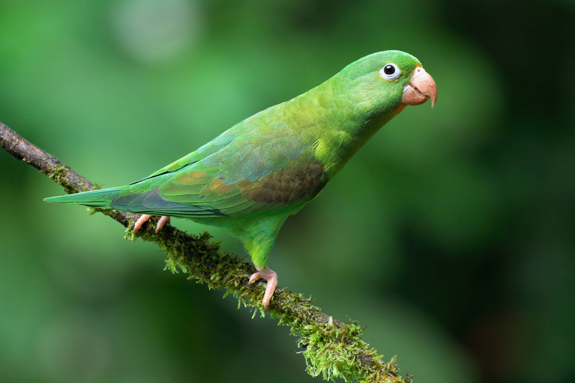 Green parrot perched on a branch against a blurred green background