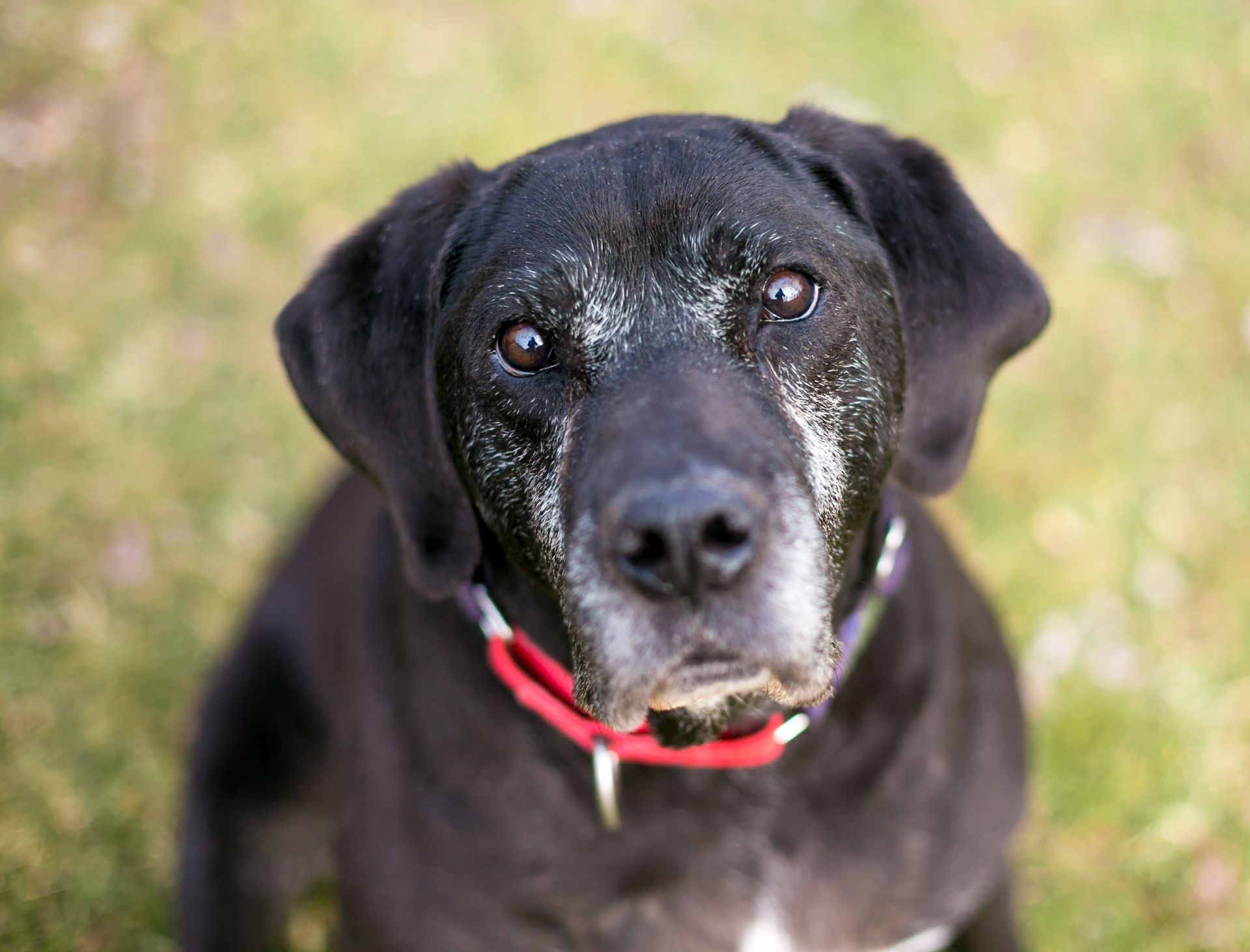 Black dog with a red collar looking at the camera outdoors on grass