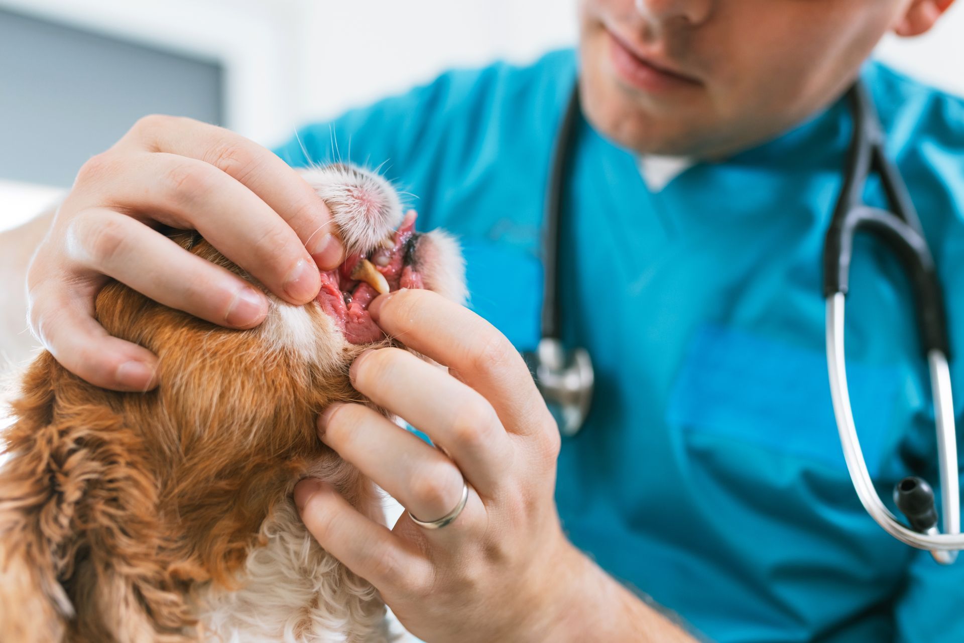 Veterinarian examining a cat’s ear with a stethoscope around their neck