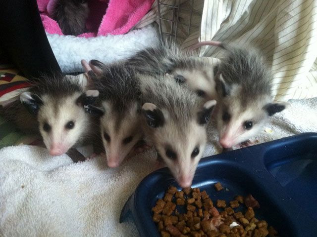 Five baby opossums gathered around a bowl of food on a towel