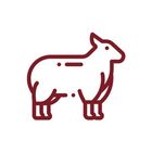 Carne di agnello